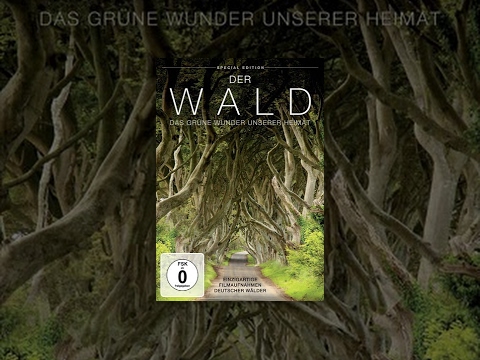 Der Wald – Das grüne Wunder unserer Heimat