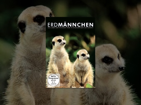 Erdmännchen – Wildlife Edition