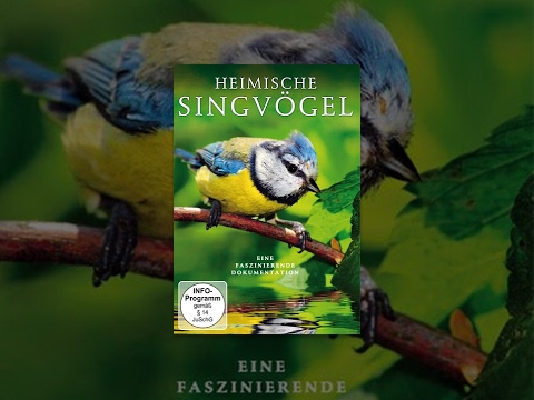 Heimische Singvögel