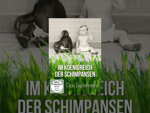 Im Königreich der Schimpansen – Das Experiment