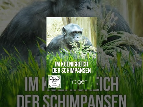 Im Königreich der Schimpansen – Fragen