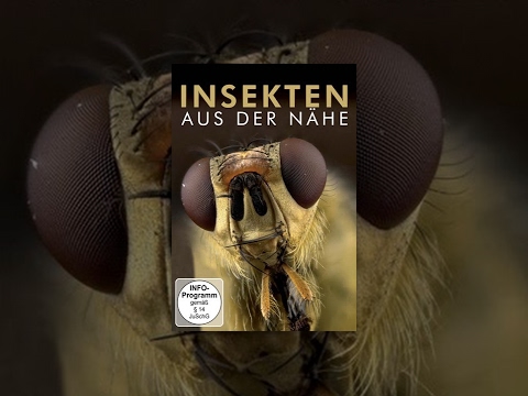 Insekten aus der Nähe