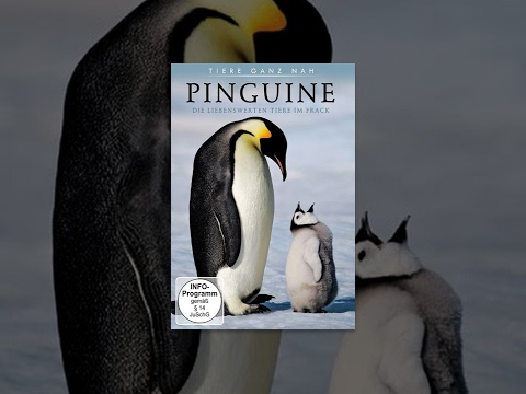 Pinguine – Die liebenswerten Tiere im Frack