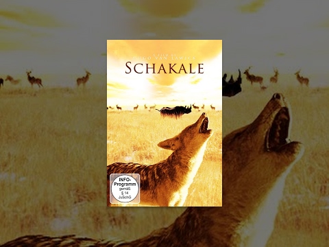 Schakale – Tiere ganz nah